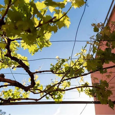 Ca Du Muccin Daire *